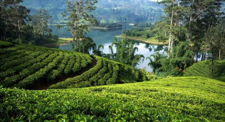 Tea,Plantations,Around,The,Castlereagh,Reservoir,Hatton,Sri,Lanka