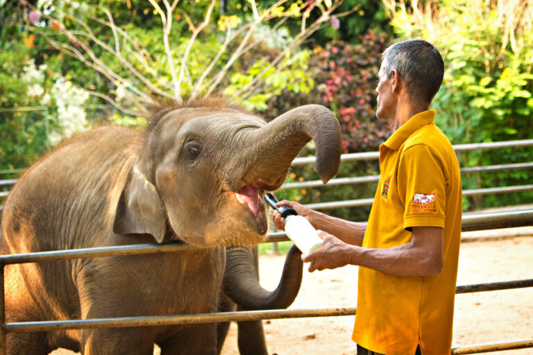 Pinnawala,,Sri,Lanka:,March,,2015:,Man,Feeding,Baby,Elephant,From