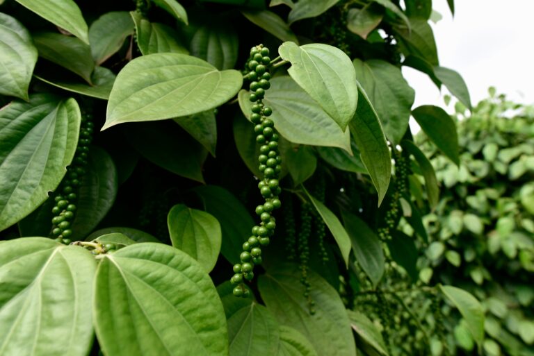 Black,Pepper,-,Plant,With,Green,Berries,And,Leaves,(kumily,